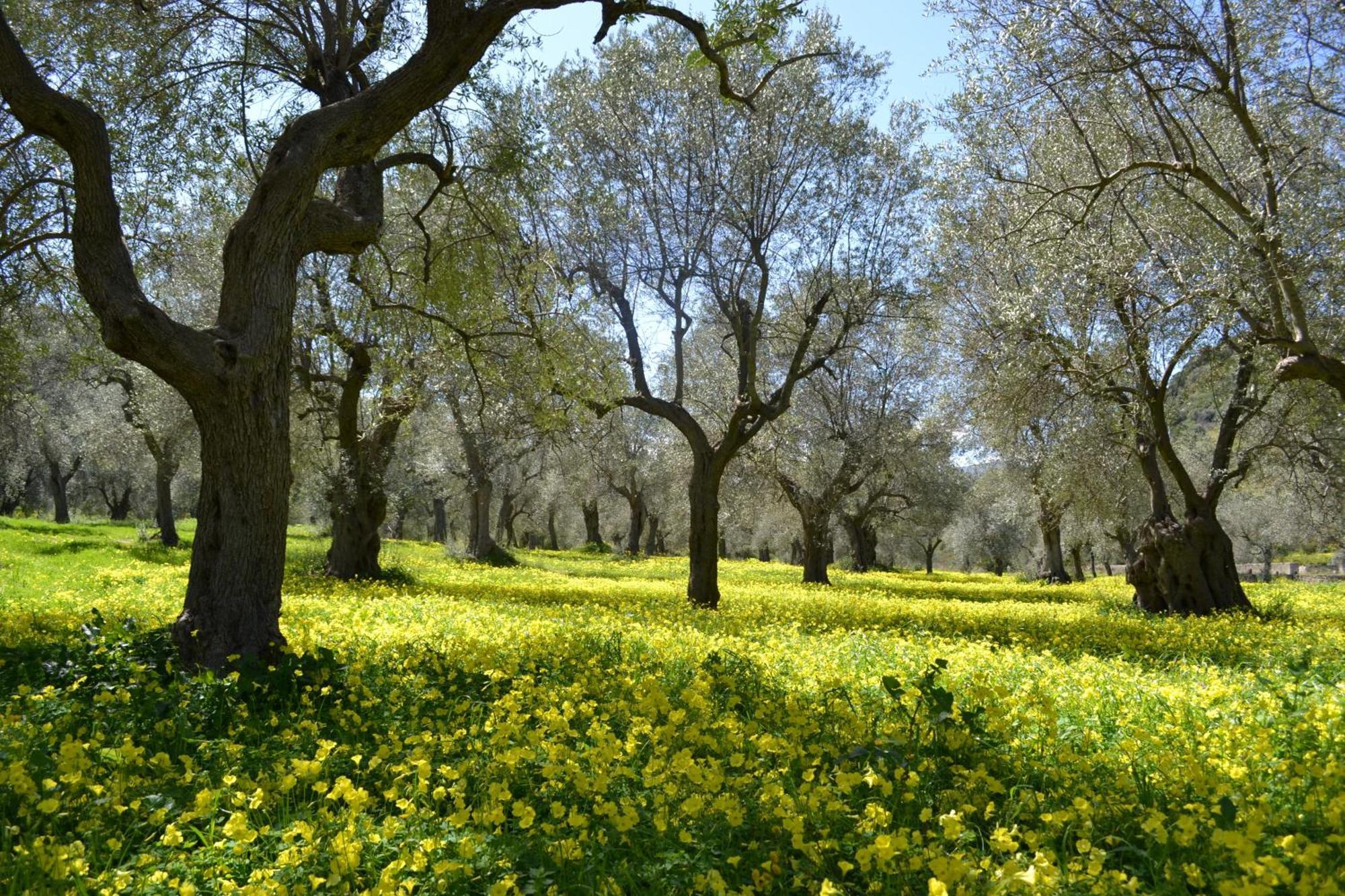 Agriturismo Malena Amica Dış mekan fotoğraf